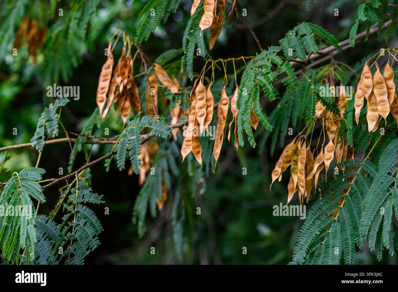 baccelli marroni pendono da foglie verdi. I rami ondeggiano dolcemente nella brezza leggera del bosco. Il silenzioso decadimento della natura contrasta con il fogliame vibrante. Ideale per stagionale o e Foto Stock
