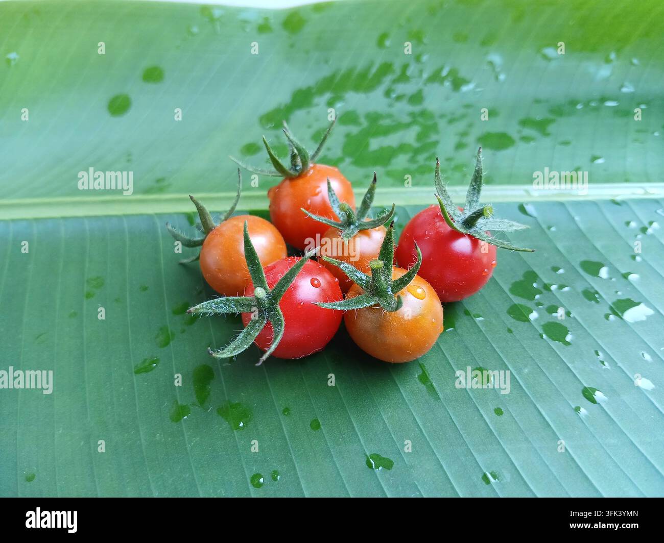Sei pomodorini freschi e maturi su una foglia di banano verde - Immagine stock catturata con smartphone