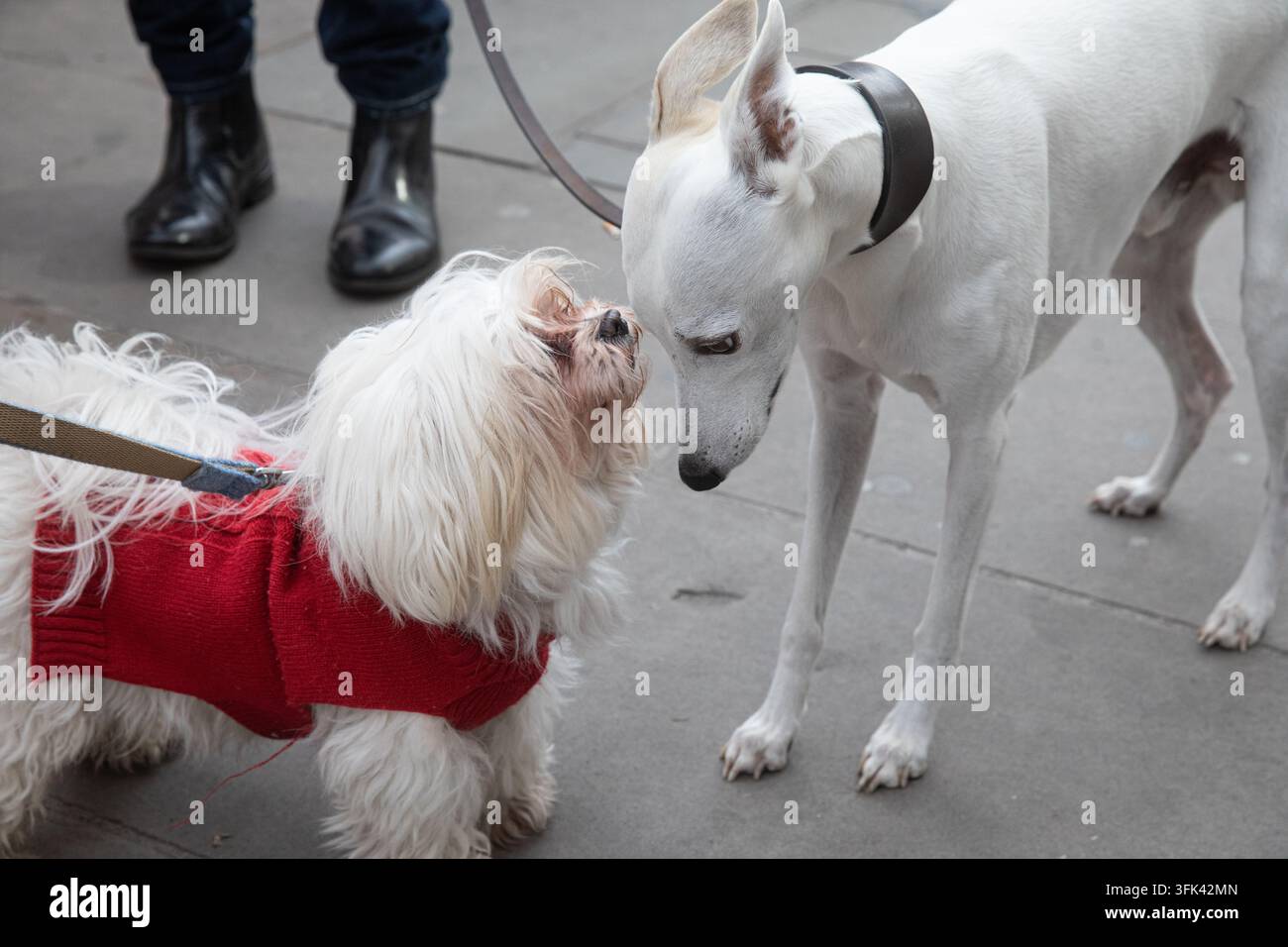 Un piccolo cane irsuto e un whippet si incontrano naso a naso su un marciapiede cittadino per socializzare, come fanno i cani domestici quando si incontrano durante la loro passeggiata. Foto Stock