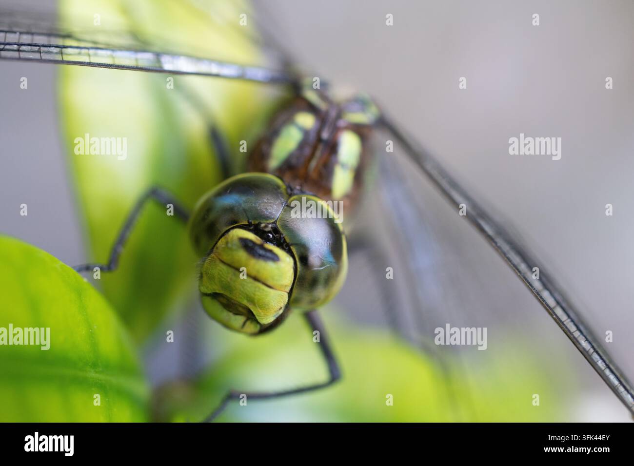 Una libellula poggia su una foglia Foto Stock