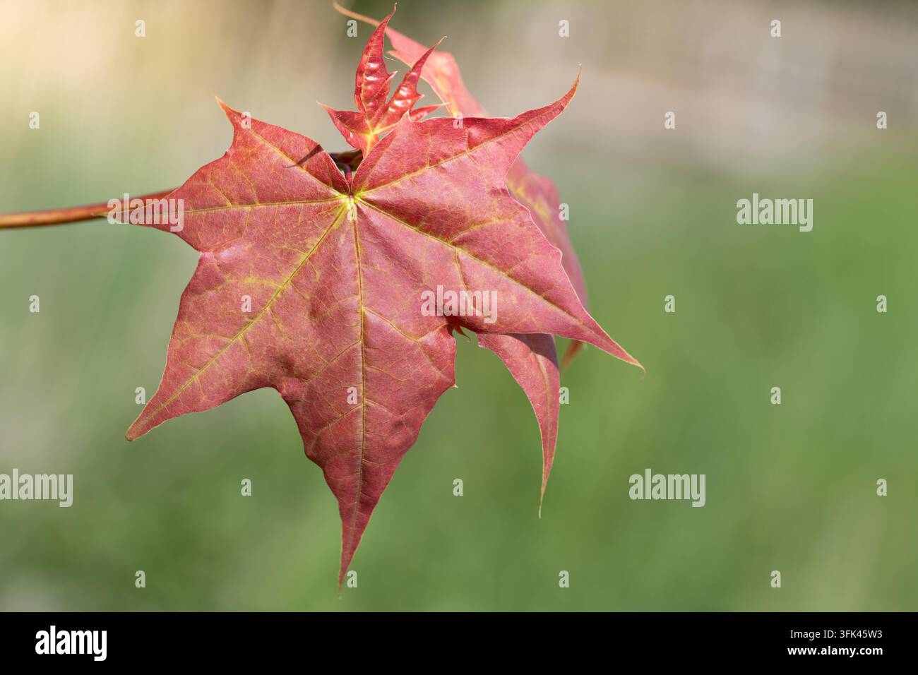 Foglie autunnali rosse crescono sull'albero. Una singola foglia brilla al sole. Foto Stock
