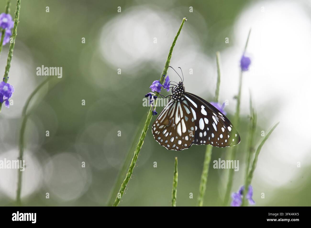 Farfalla tigre blu (Tirumala limniace) su fiore selvatico con sfondo sfocato verde morbido Foto Stock