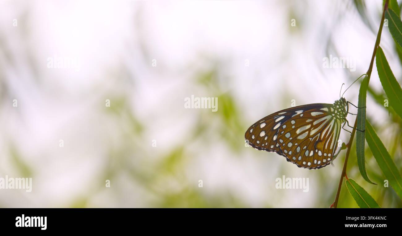 Farfalla tigre blu (Tirumala limniace) in riposo su foglie verdi alla luce del sole, sfondo di natura pacifica con spazio per il testo Foto Stock