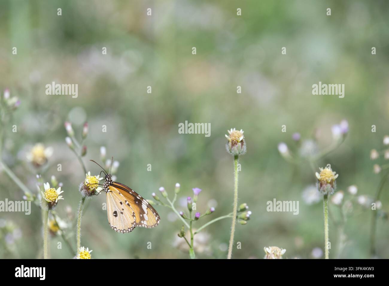 Farfalla Tigre comune (Danaus chrysippus) Farfalla su fiori di prato con spazio di copia, sfondo ecologico morbido per il design Foto Stock