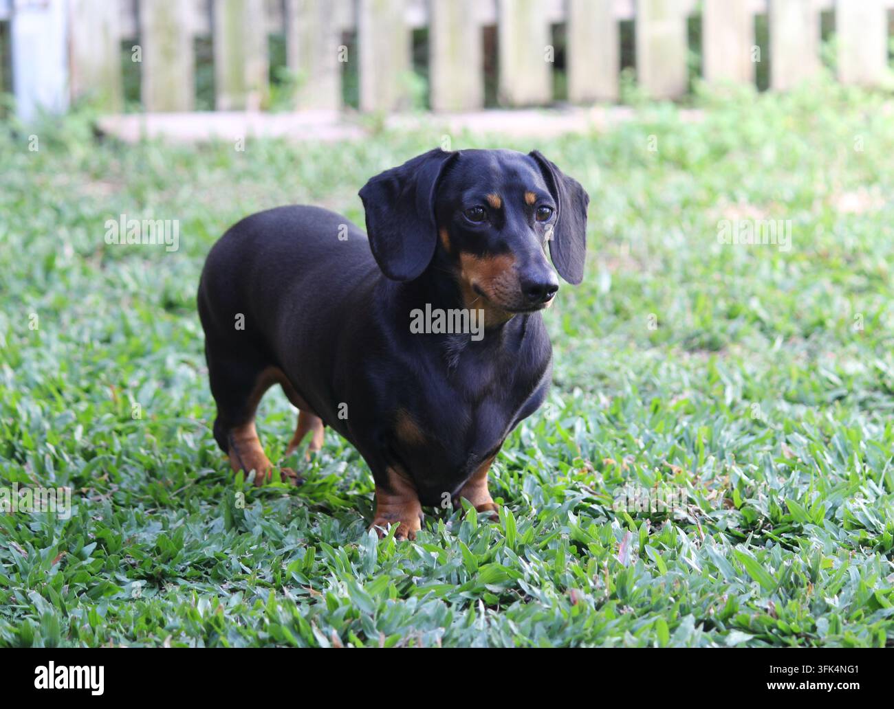 Un bassotto a pelo liscio nero e fulvo in piedi sull'erba verde in un cortile residenziale Foto Stock