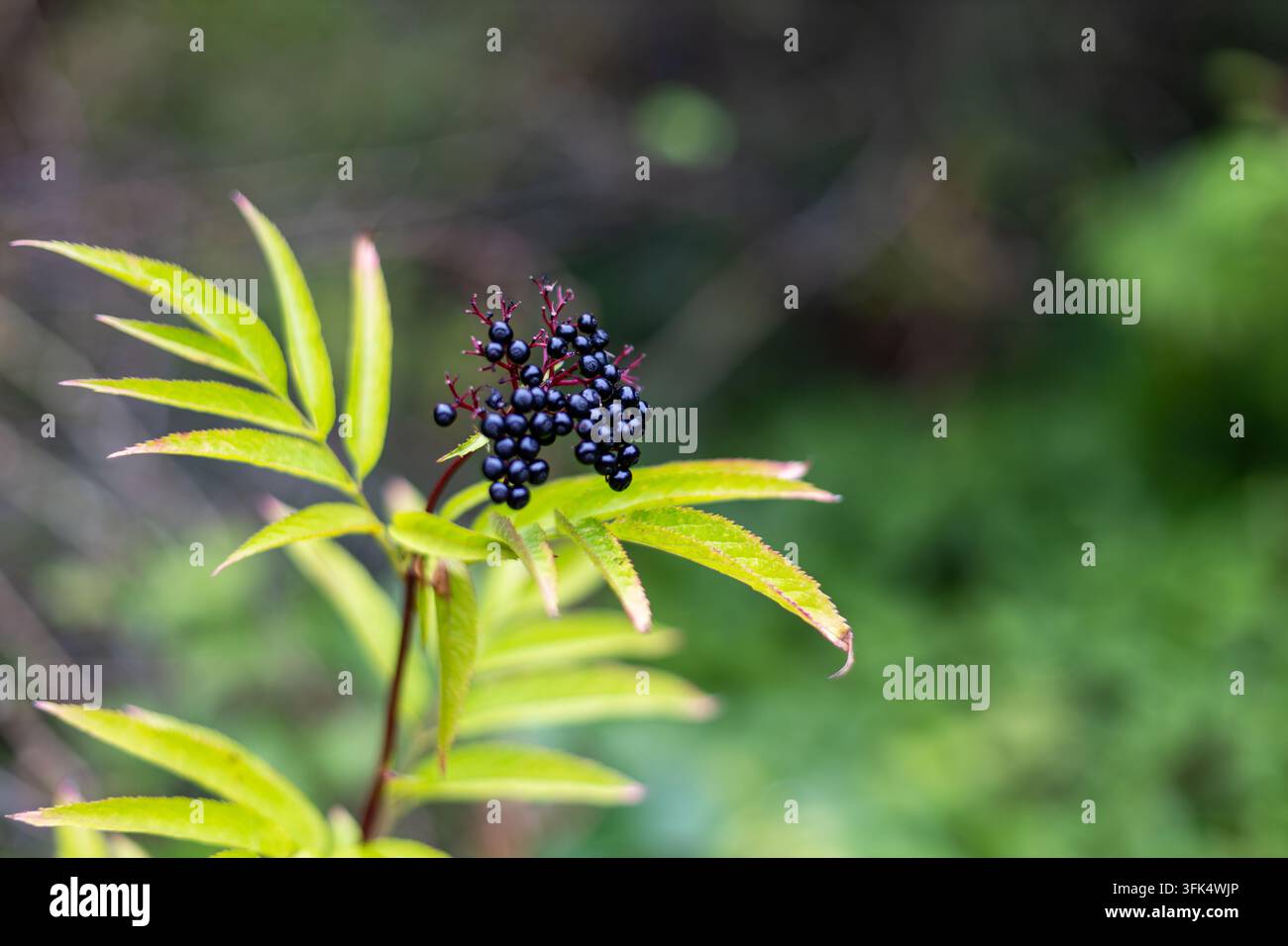 Bacche di sambuco scure su ramo frondoso nel bokeh del bosco. Bacche di sambuco scure e lucide su steli rossi accanto a foglie verde brillante seghettate su uno sfondo dolcemente sfocato Foto Stock