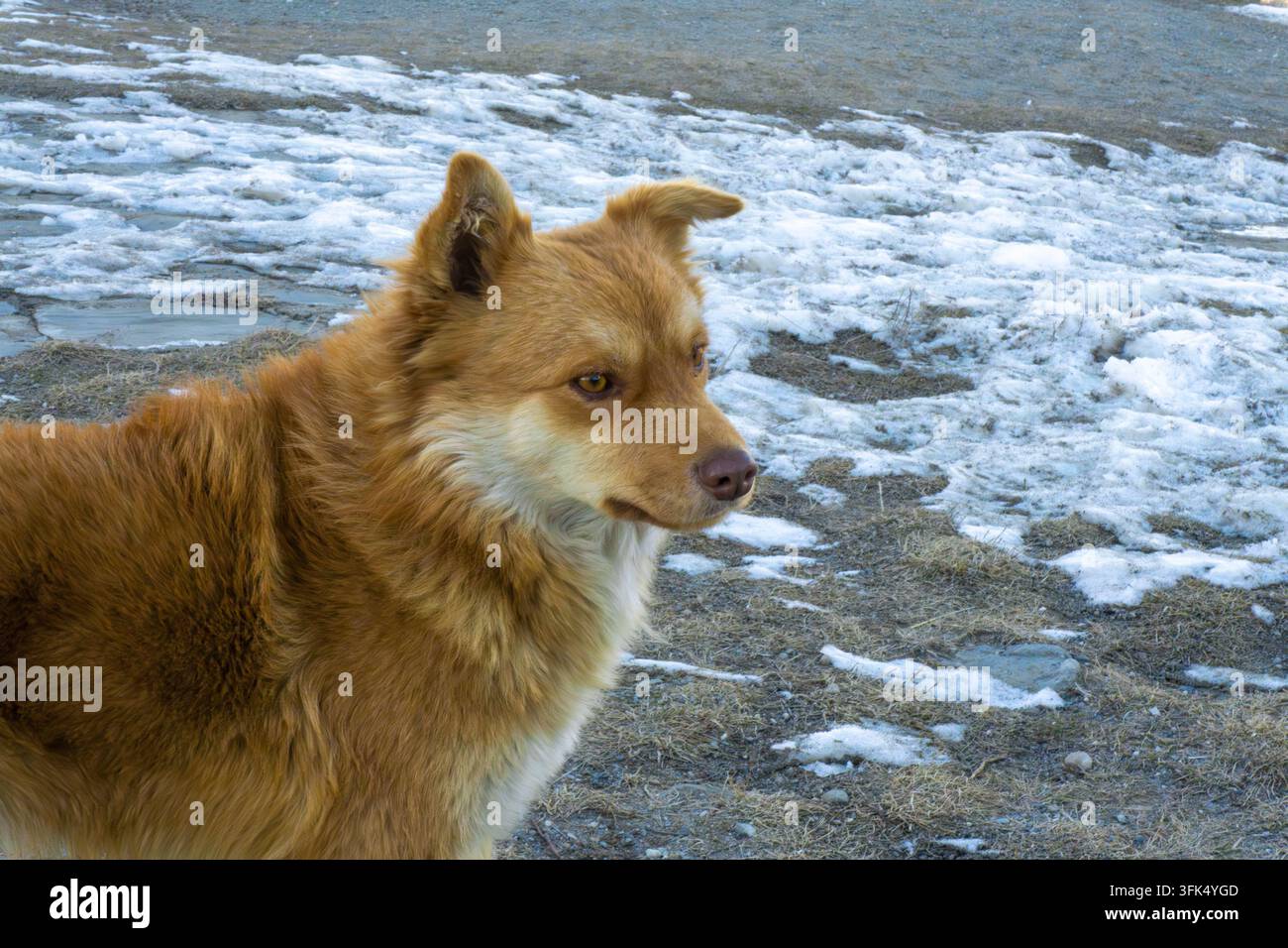 Un cane simile a una volpe rossa guarda di lato. Erba secca parzialmente coperta di neve sullo sfondo. Foto Stock