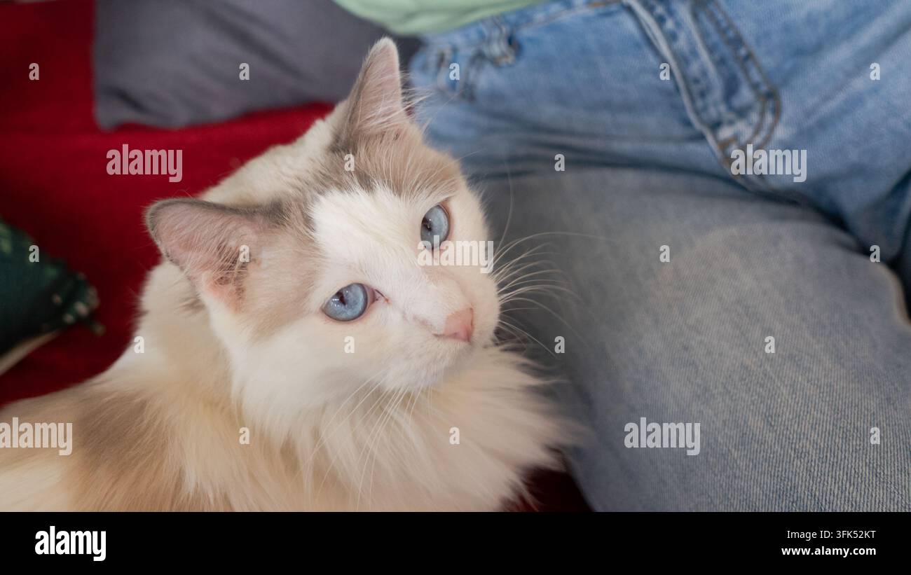 Gatto Ragdoll che si accoccola su un divano accanto alla gamba di una persona in jeans Foto Stock