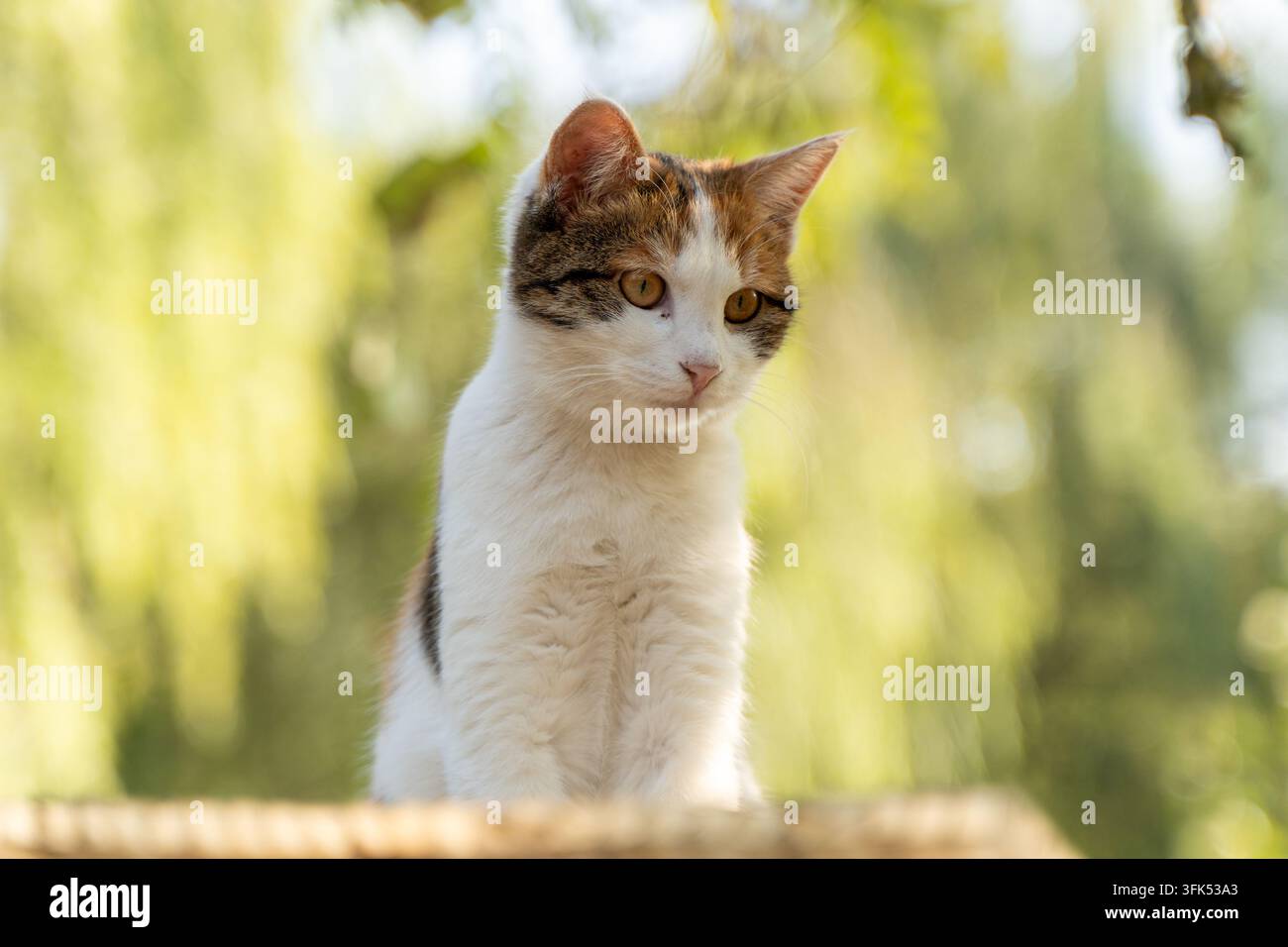Gatto tricolore carino alla luce del sole, momento giocoso e vivace Foto Stock