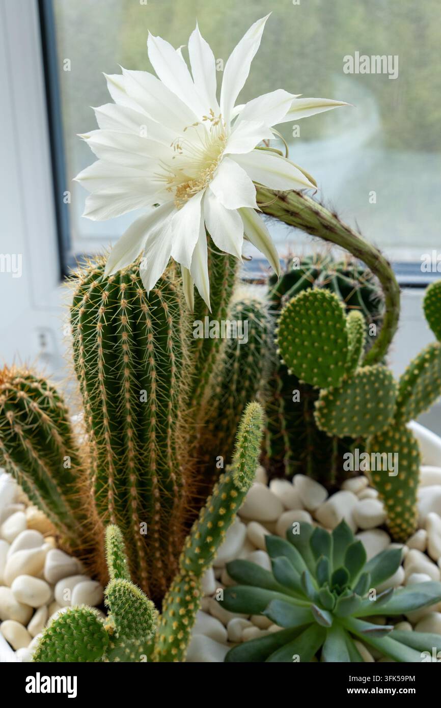 Cacto in fiore mostra un grande fiore bianco su uno stelo arcuato. Il cacto in fiore sembra fragile ma suggestivo, si erge sopra succulente raggruppate, ghiaia e Foto Stock