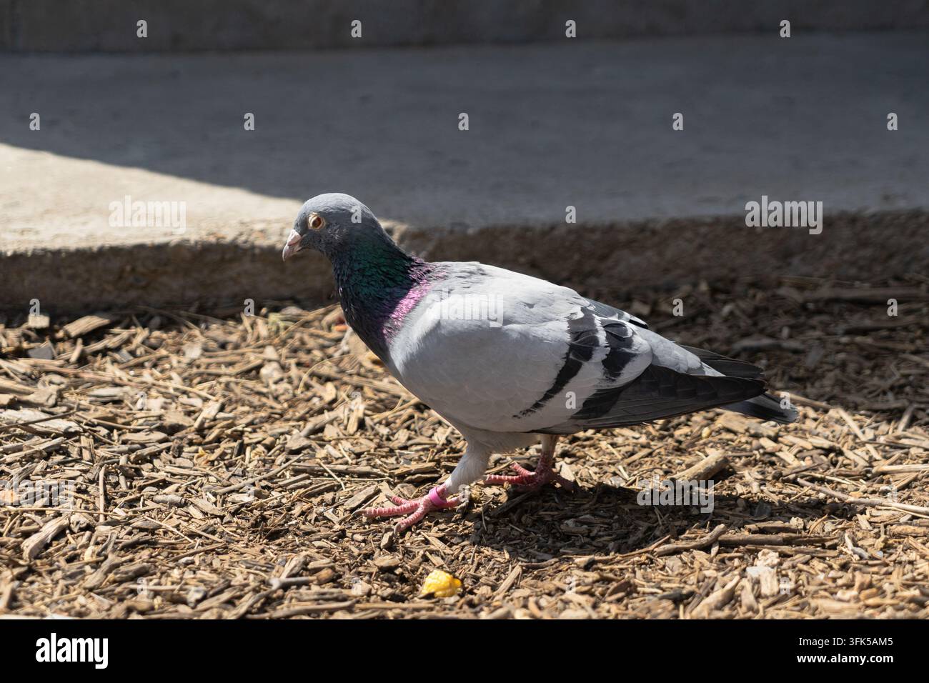 Primo piano di un piccione grigio che cammina sul terreno Foto Stock