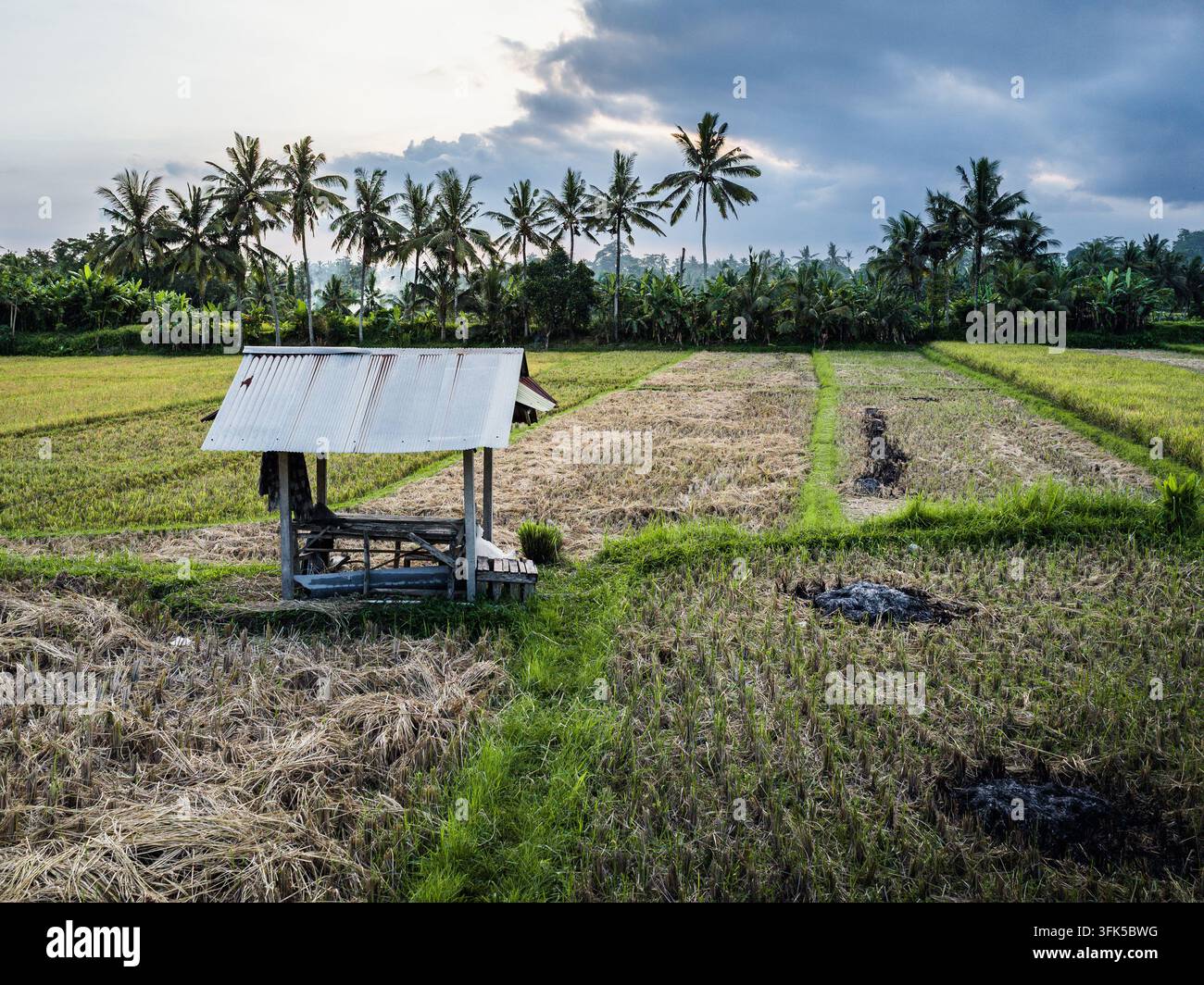Capanna rurale con tetto in lamiera ondulata situata in un campo di riso indonesiano, che mostra il ciclo dell'agricoltura con risaie raccolte e in crescita sotto un cielo nuvoloso Foto Stock