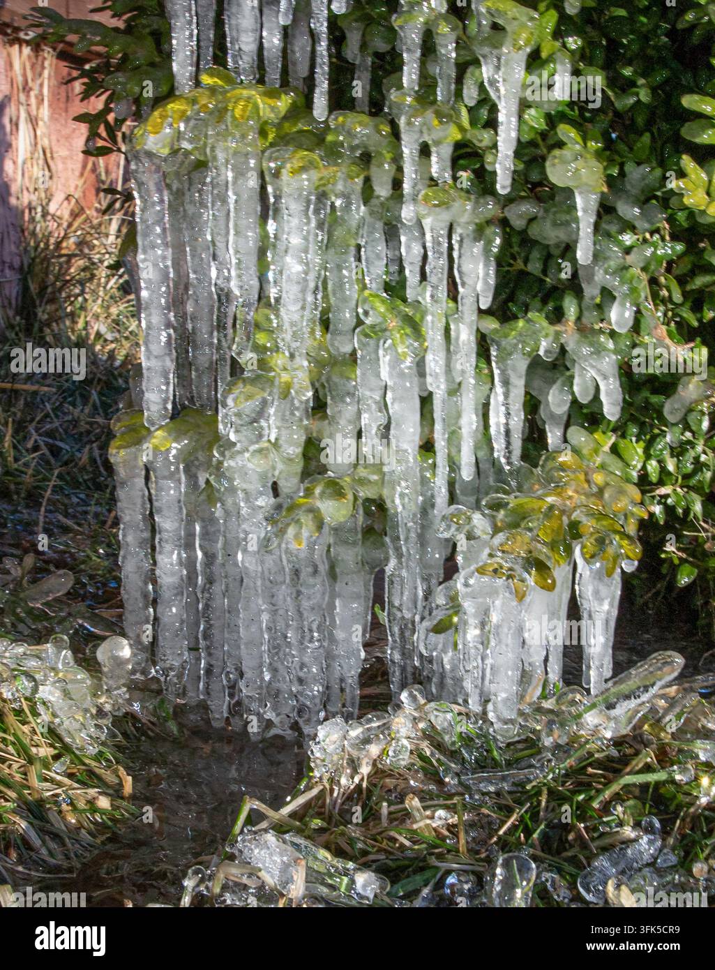 Lunghi ghiaccioli appesi a un arbusto verde durante il gelo invernale Foto Stock