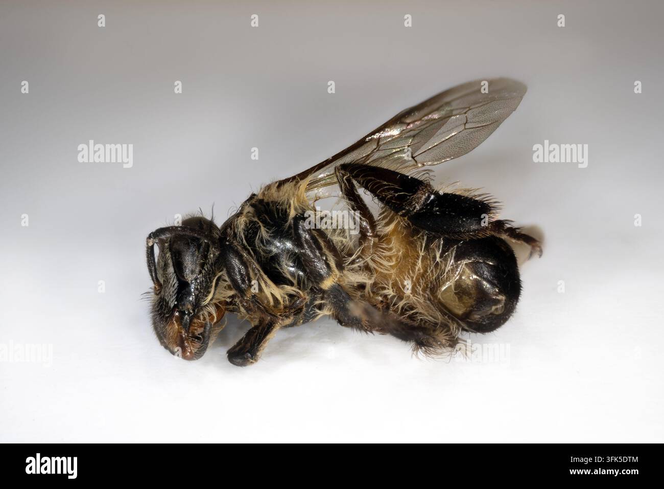 Una vista ravvicinata che rivela i dettagli di un'ape morta. Fotografia macro di un'ape morta su sfondo bianco. Foto Stock