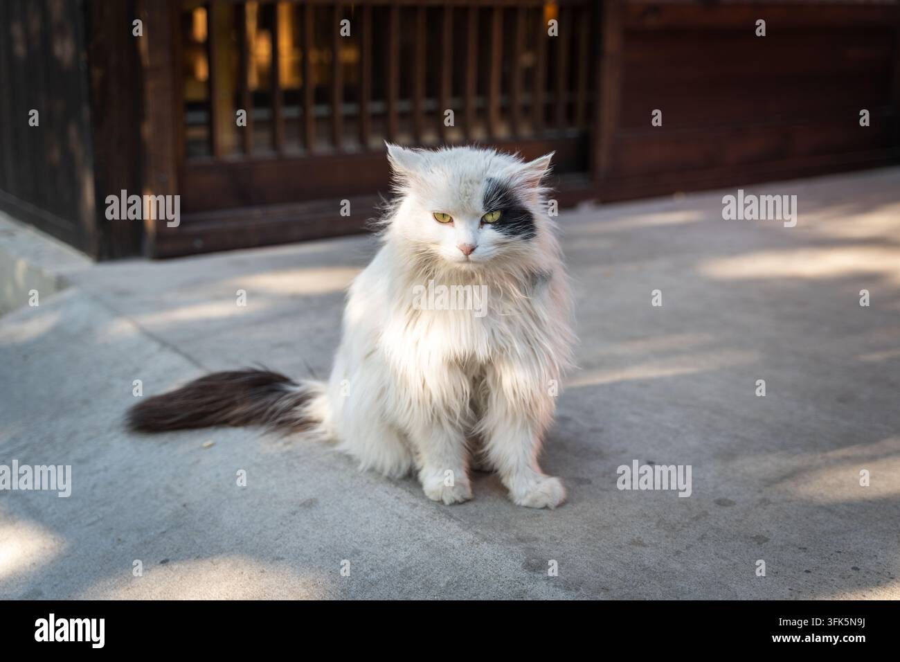 Gatto a pelo lungo bianco con maschera nera per gli occhi seduto dritto su pavimento di cemento Foto Stock