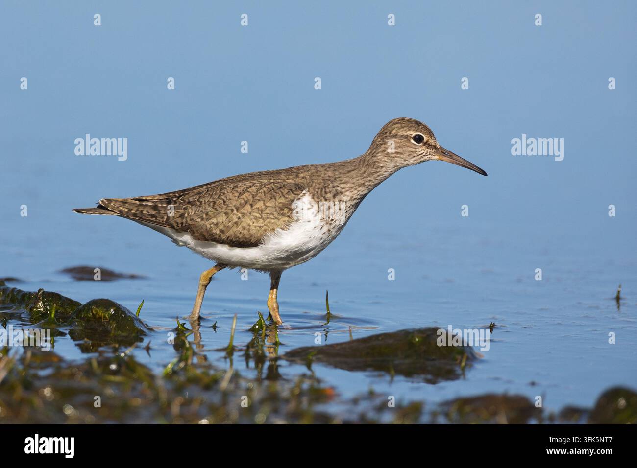 Beccaccino comune che va a guado sulla riva di un loch  Ritratto di fauna in primo piano Foto Stock