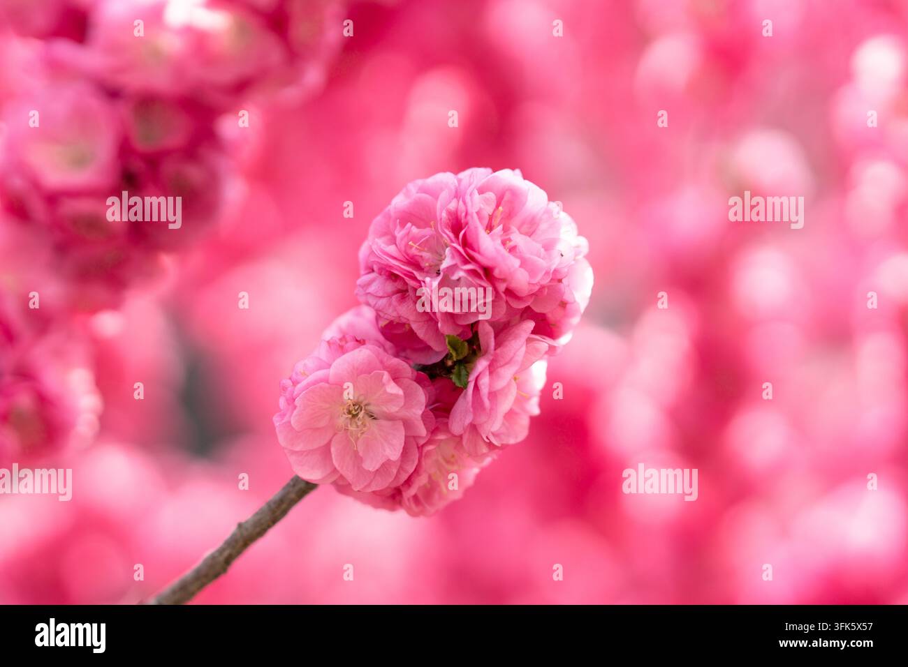Prima vista di un grappolo di fiori di mandorlo rosa in primavera Foto Stock