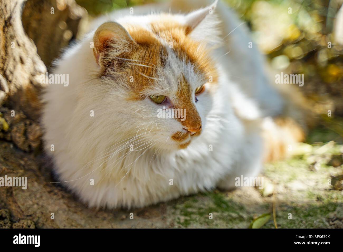 Gatto a pelo lungo arancione e bianco che fa la nanna accanto alla radice di un albero Foto Stock