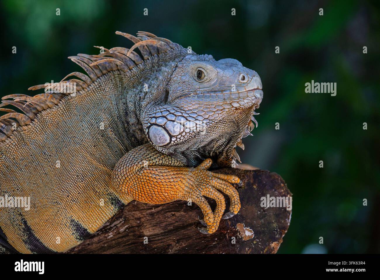 Ritratto di una grande iguana rettile sull'isola di Mauritius, primo piano Foto Stock