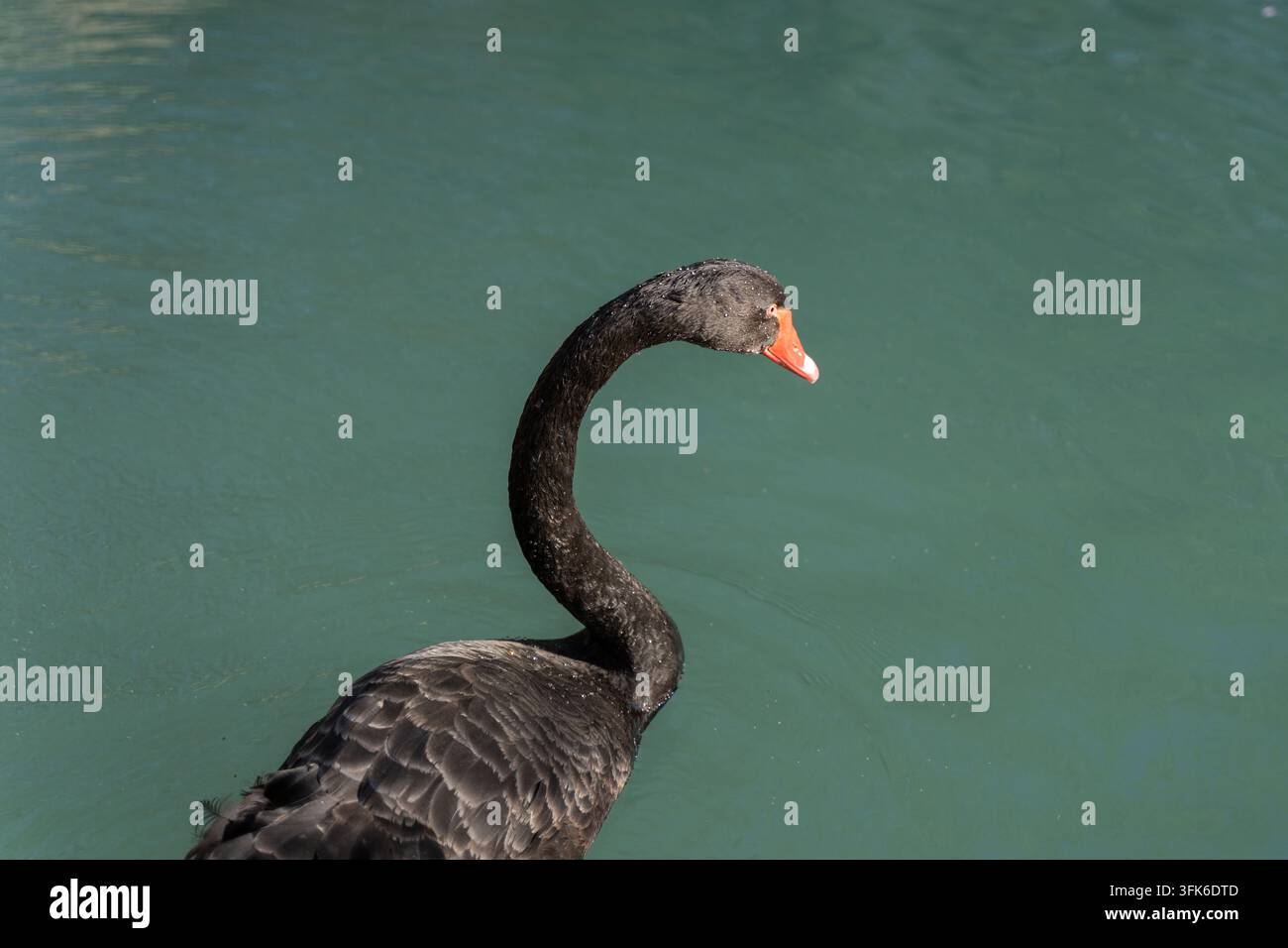 Scatto ad angolo alto di un cigno nero che nuota a forma di S con il suo lungo collo curvo Foto Stock