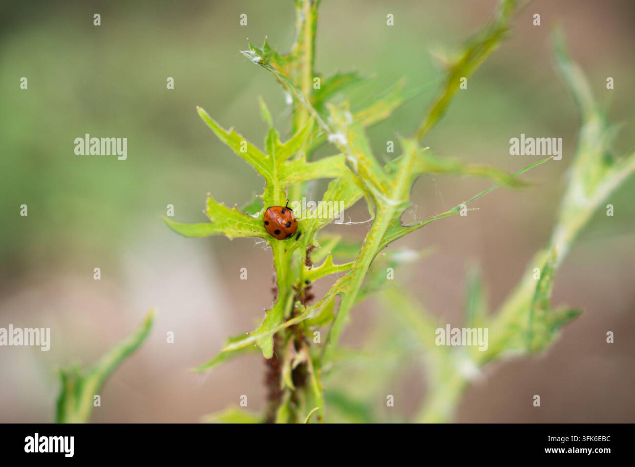 Coccinella rossa su uno stelo d'erba verde e spinoso Foto Stock