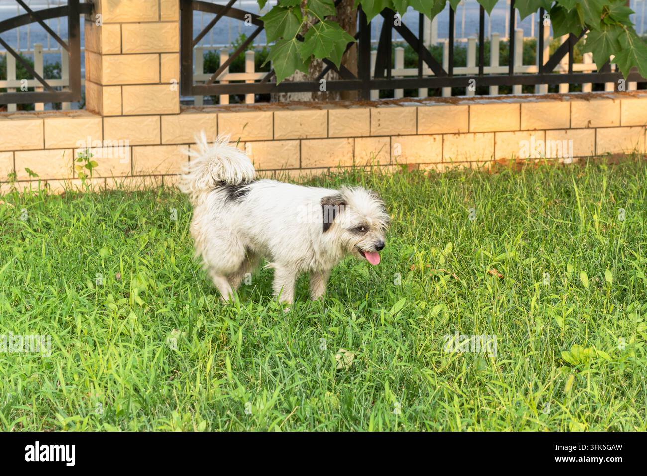 Piccolo cane bianco di razza mista in piedi sull'erba verde con la lingua fuori Foto Stock