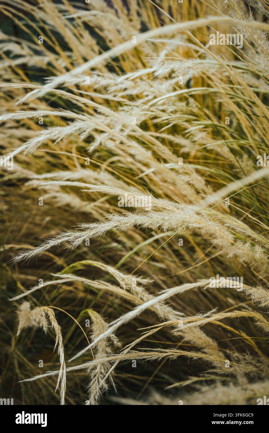 Steli di erba secca delicati nella calda luce autunnale Foto Stock