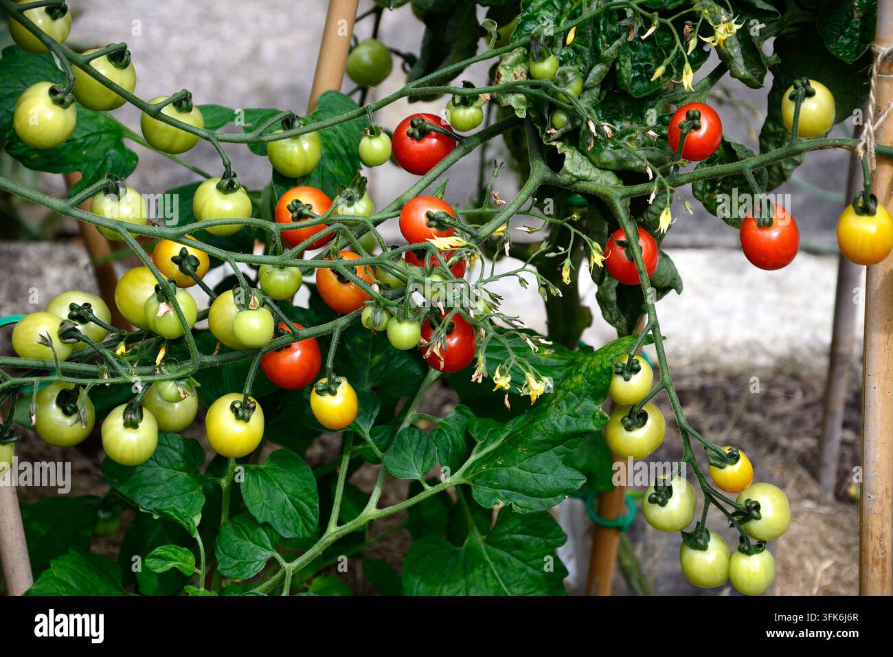 Pomodorini cocktail Maskotka che maturano sulla vite, Chard, Somerset, Regno Unito. Foto Stock