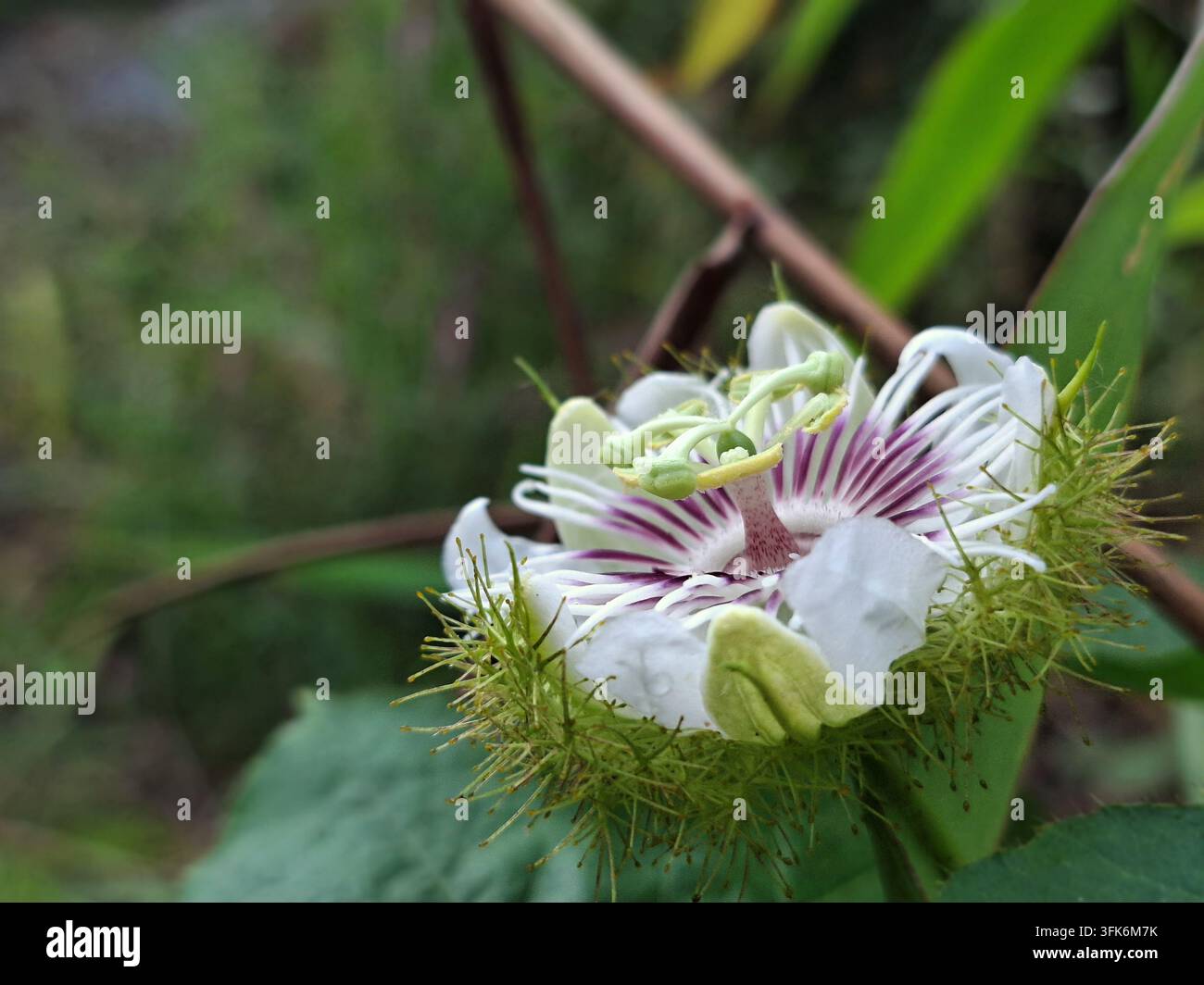 Bellissima fleur di passione esotica e puzzolente Passiflora foetida in fiore in un prato verde selvatico per illustrazioni botaniche e a tema naturale Foto Stock