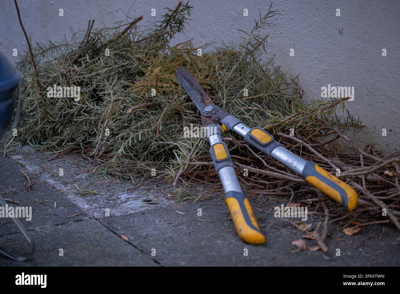 Forbici da giardino a manico lungo appoggiate su rami di rosmarino appena tagliati dopo la potatura. La scena del giardinaggio illustra la potatura degli arbusti, gli attrezzi da potatura, giard Foto Stock