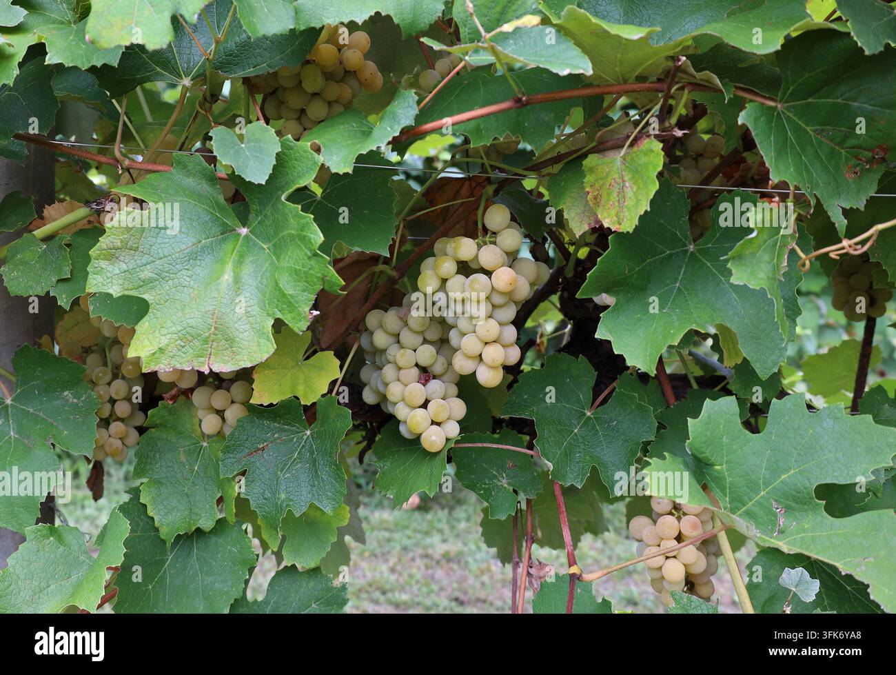 Grappoli quasi maturi di Noah, varietà bianca di uva Fox, a settembre. Viene utilizzata per l'uva da tavola, la produzione di vino e il succo di frutta. Foto Stock