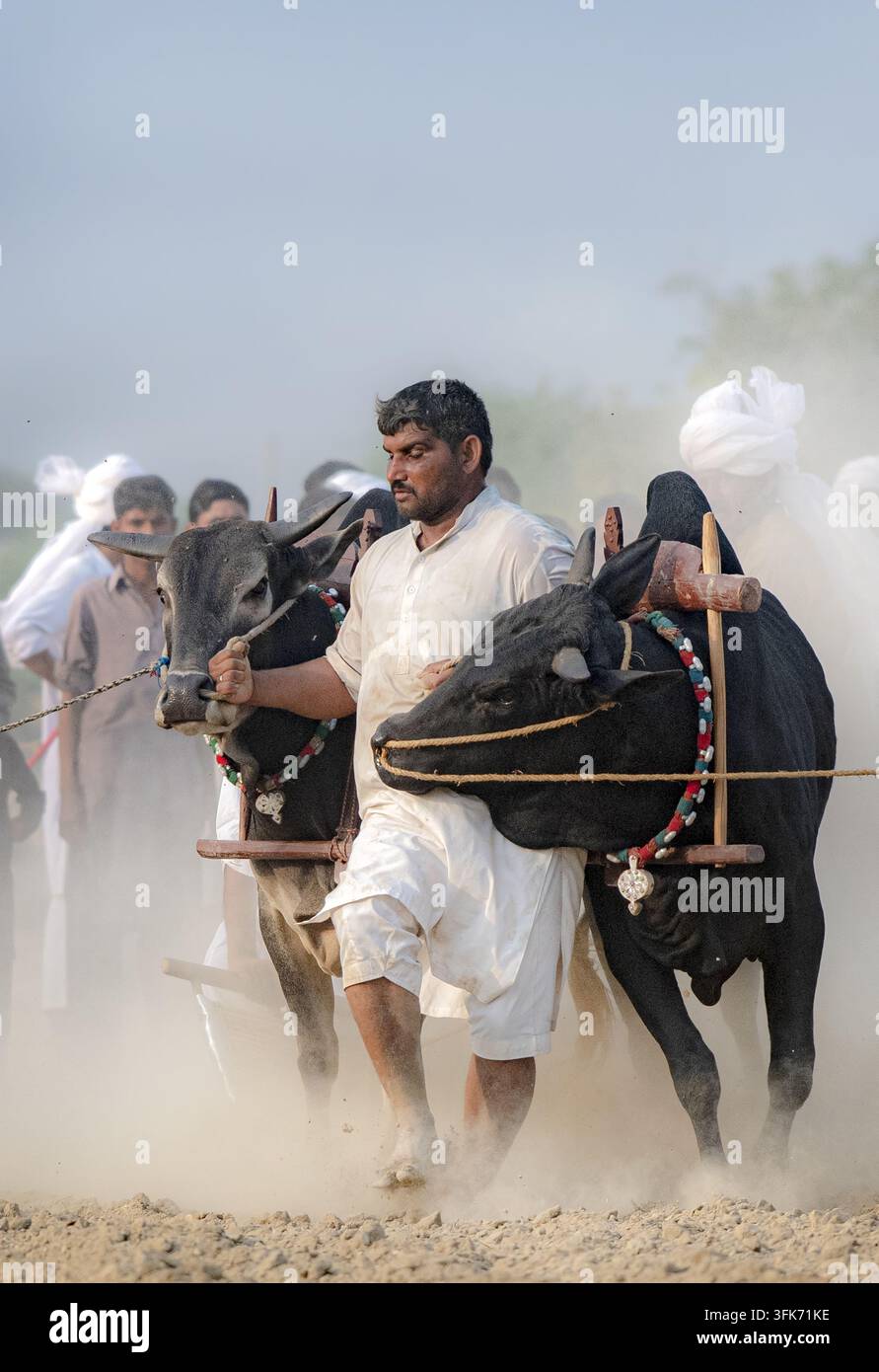 Jhang, Punjab, Pakistan – 06 aprile 2019: Vista di un uomo che conduce due tori in una corsa tradizionale, con la polvere che si solleva dal terreno e gli spettatori i Foto Stock