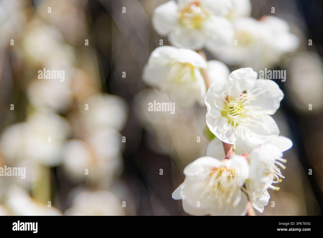 Catturare l'eleganza poetica in questo albero di prugne bianco in fiore, che ricorda l'arte asiatica classica e l'estetica romantica. Foto Stock