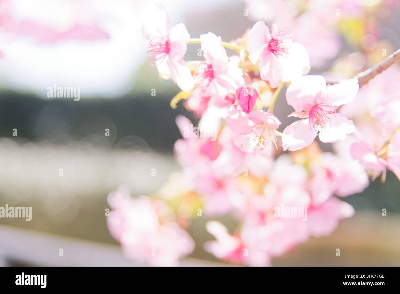 Concetto di guarigione e benessere illustrato da delicate fiori di prugno rosa, che ispirano una meditazione tranquilla e un'armonia assoluta. Foto Stock