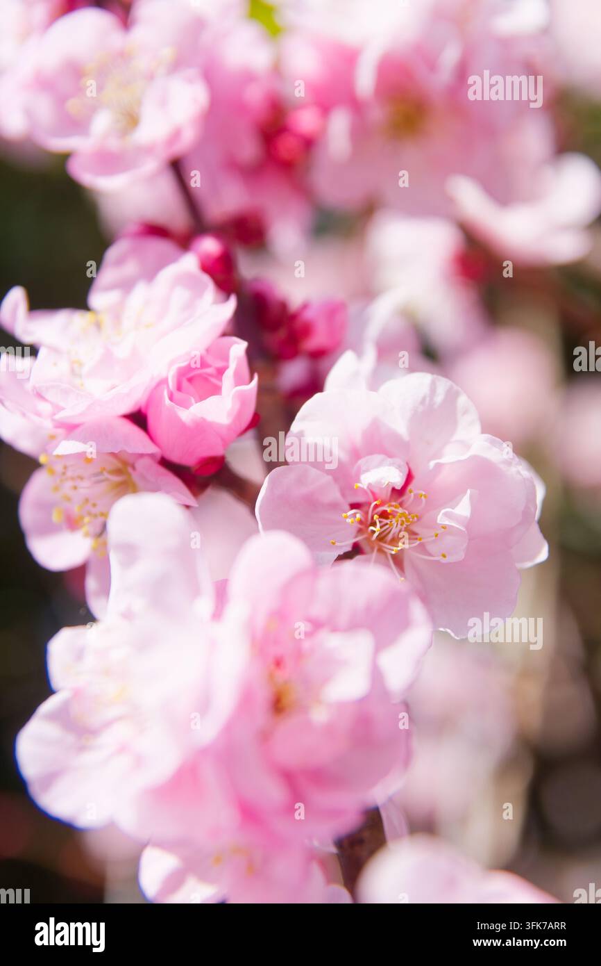 Una vista romantica incantevole di fiori di viola colorati, che esprime l'estetica dolce e affascinante di un giardino primaverile. Foto Stock