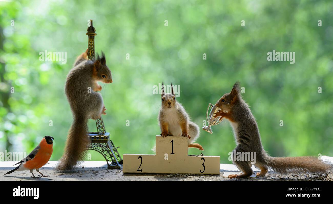 Scoiattoli rossi su un podio con una tazza, Scoiattolo rosso, scoiattolo, Sciurus vulgaris, Scoiattolo rosso eurasiatico, Svezia Foto Stock