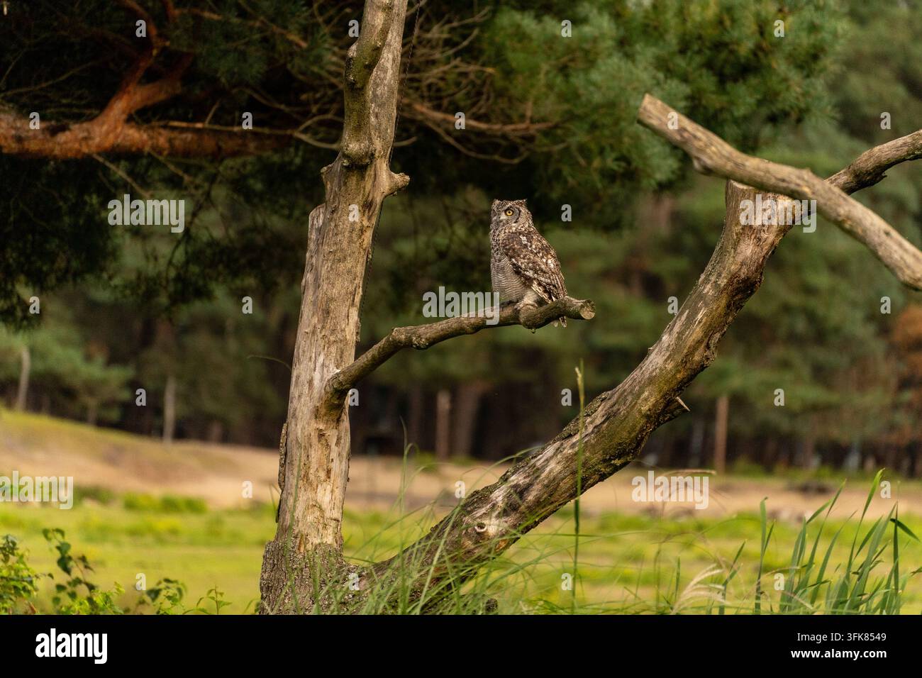 Grande Gufo Cornuto nel Safari Park Beekse Bergen, zoo nei Paesi Bassi Foto Stock