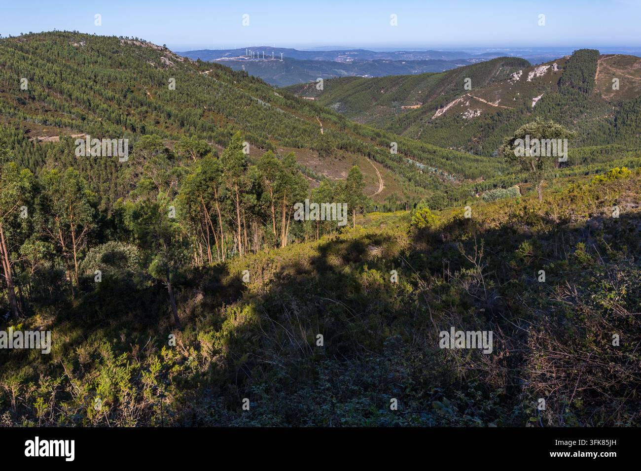 Un sentiero tortuoso si snoda attraverso una vasta valle boschiva verde circondata da dolci pendici montuose durante un'escursione in Portogallo. Foto Stock