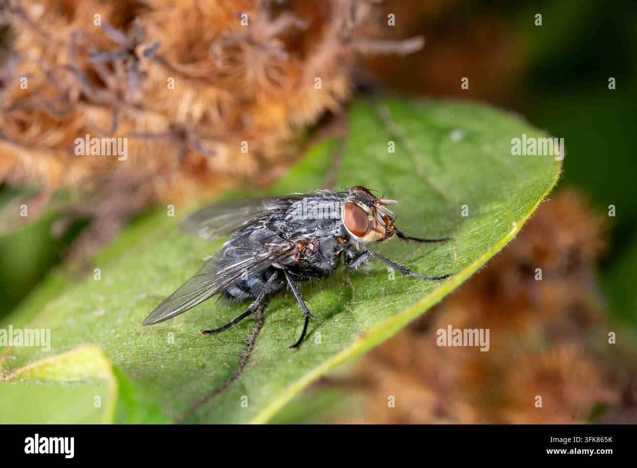 Ritratto macro dettagliato di una mosca blu che mostra occhi composti, ali e strutture metalliche del corpo. Foto Stock