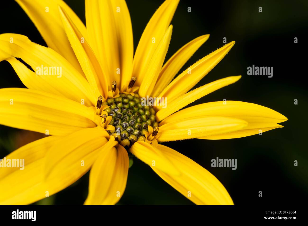 Primo piano di una fiori a cono giallo che evidenzia il centro scuro e i petali vivaci su uno sfondo morbido. Foto Stock