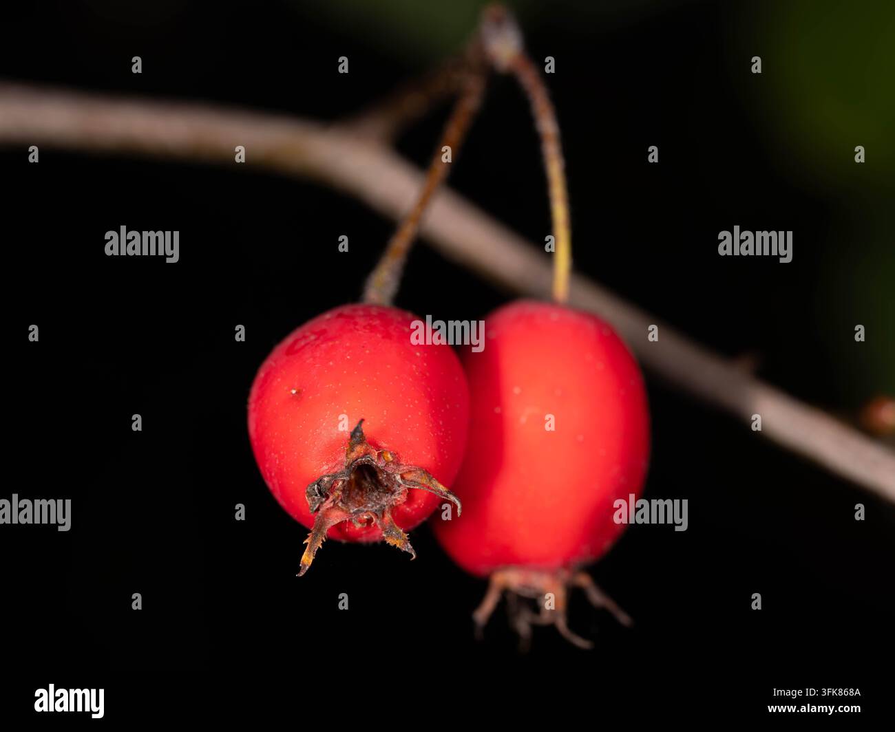 Bacche di rosa rosse brillanti pendono da un ramo nella calda luce autunnale su uno sfondo verde naturale. Foto Stock