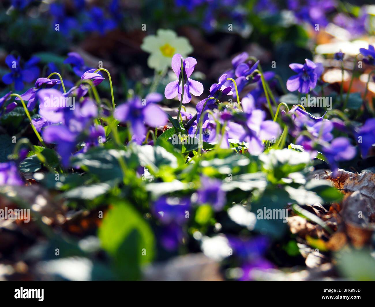 Violette selvatiche luminose in primavera in controluce. Foto Stock