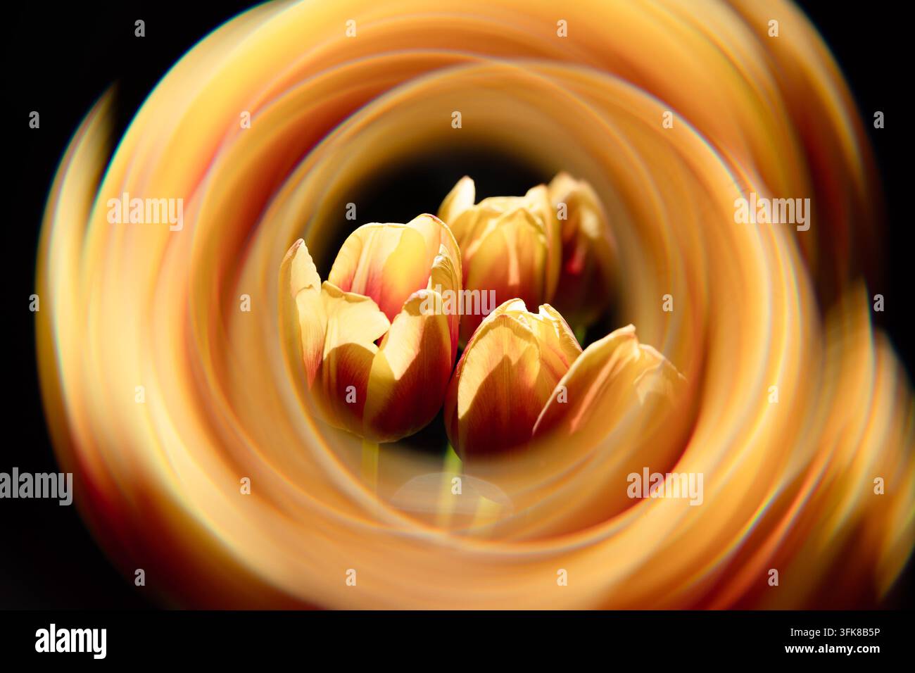 Tulipi colorati con un effetto vortice radiale artistico e sfocatura di movimento su uno sfondo scuro Foto Stock