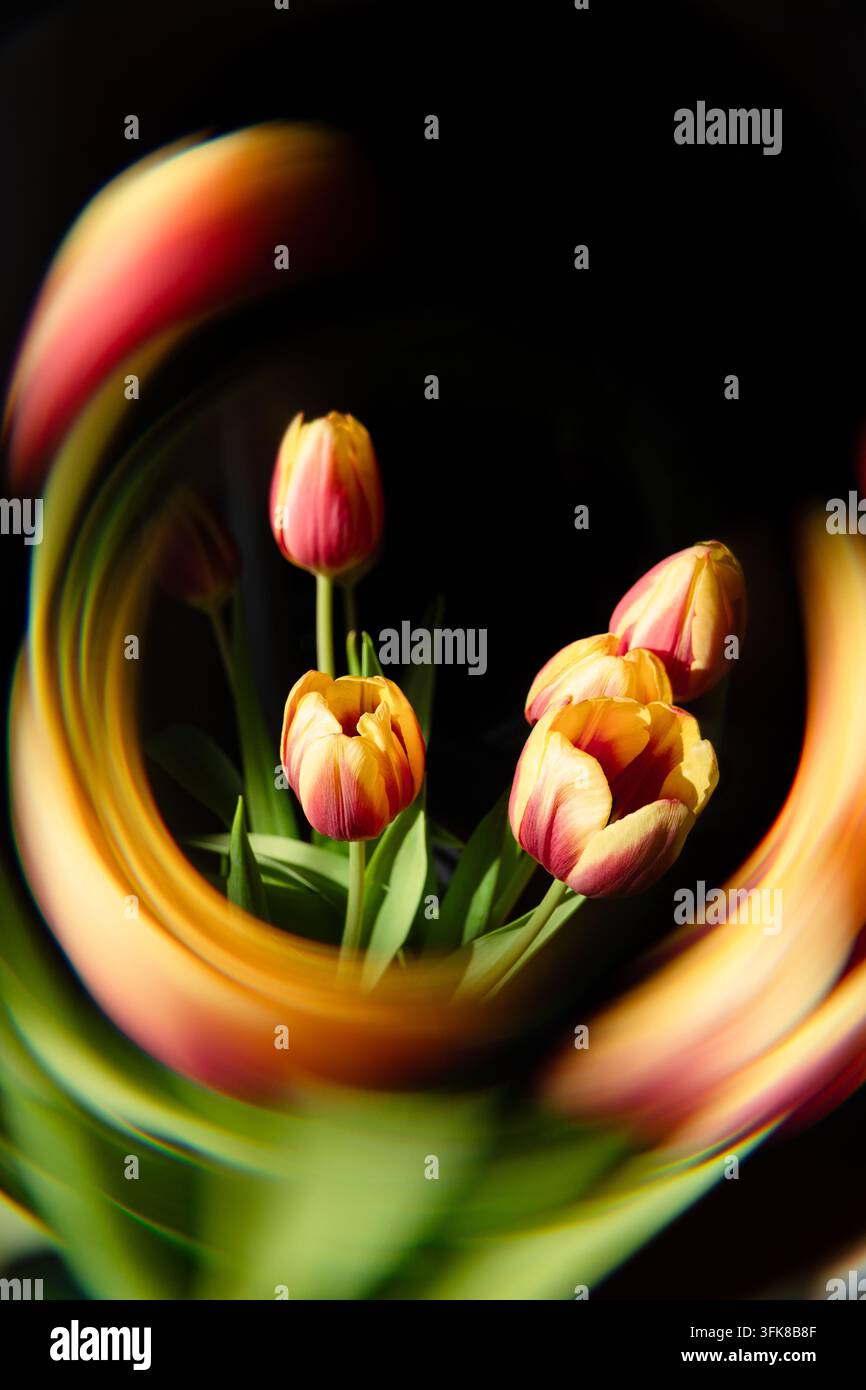 Tulipi colorati con un effetto vortice radiale artistico e sfocatura di movimento su uno sfondo scuro Foto Stock