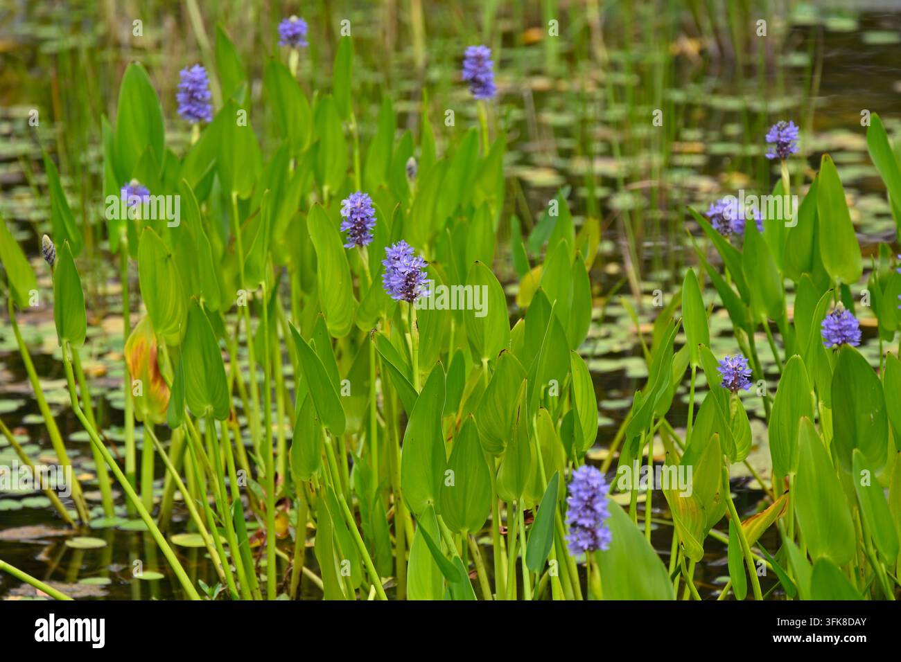 Fiori estivi blu della pianta acquatica marginale Pickerel-Weed, Pontederia cordata, che cresce in un giardino britannico a giugno Foto Stock