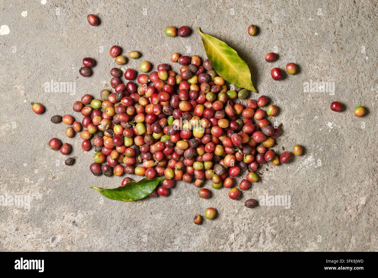 mucchio di ciliegie di caffè crude fresche su pavimento di cemento, chicchi rossi e verdi non tostati con foglie verdi, scattato dall'alto con spazio per il testo, agricolo Foto Stock