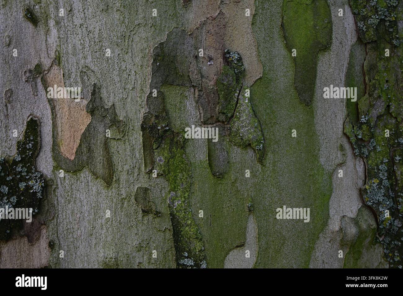 Texture della corteccia esfoliante del platano di Londra Platanus x acerifolia con muschio Foto Stock