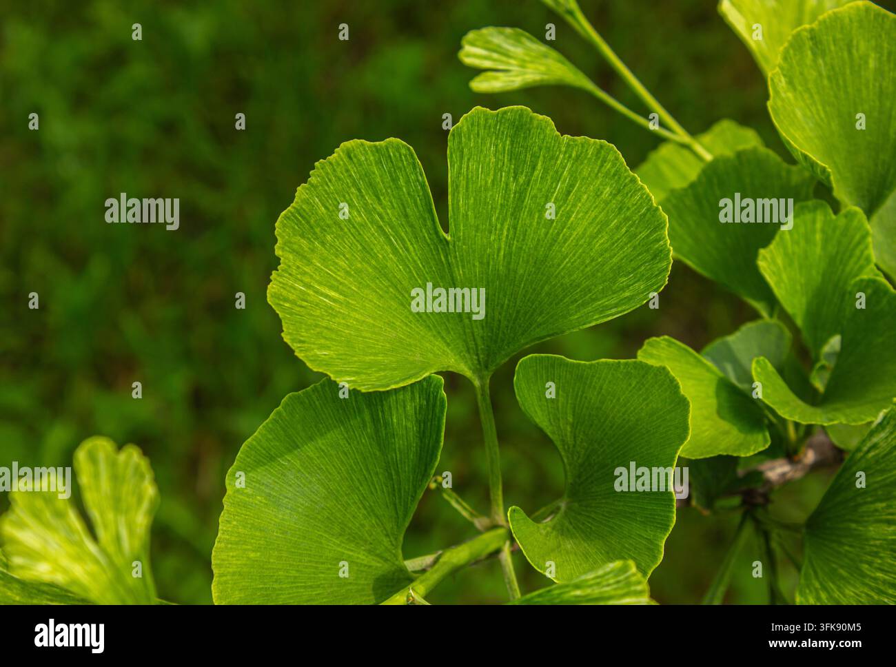 Primo piano di foglie verdi vibranti di Ginkgo biloba, fogliame a forma di ventaglio con venature dettagliate e sfondo naturale di foresta, benessere botanico e natura autunnale Foto Stock