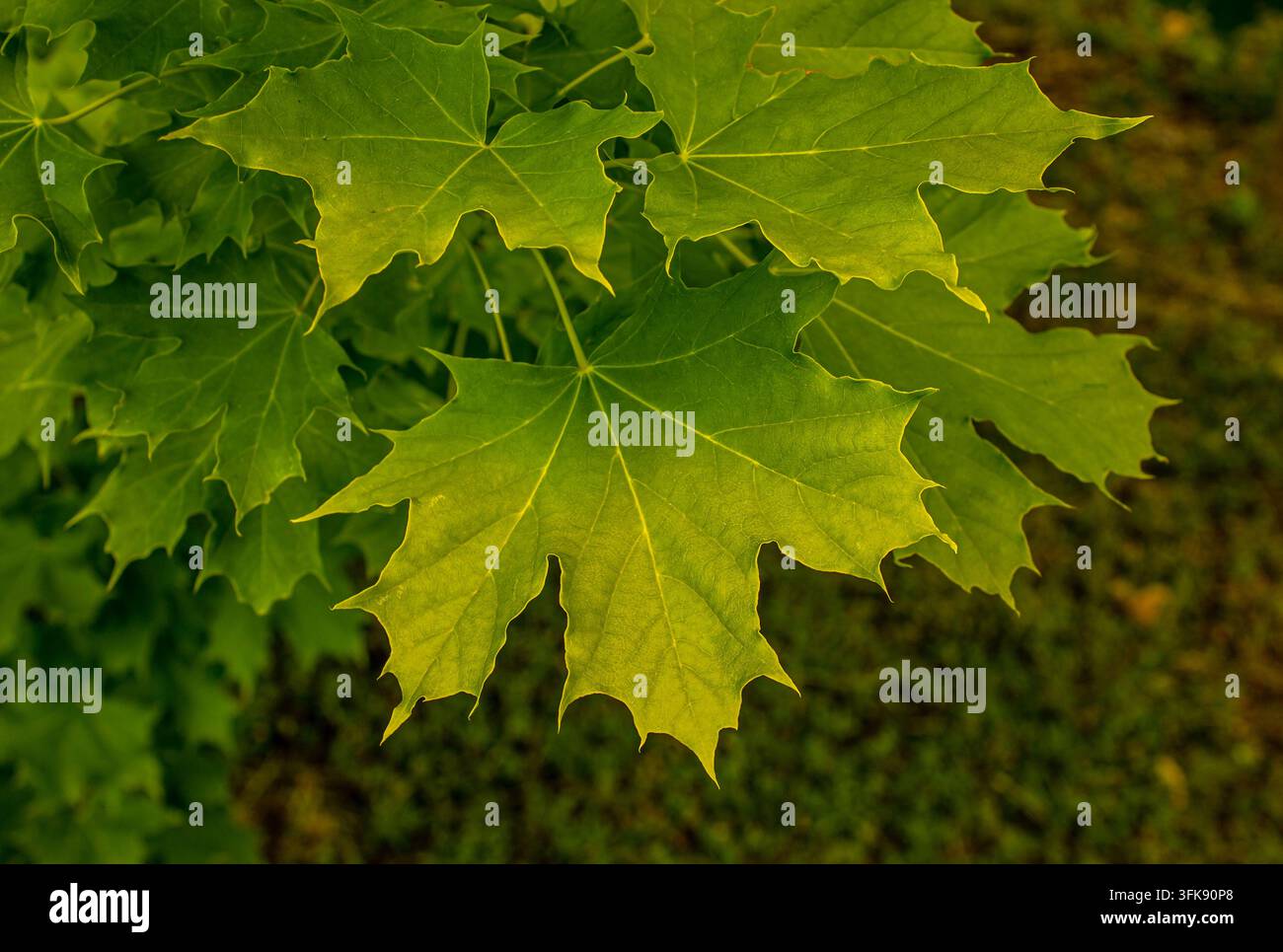 Fresche foglie d'acero verdi in primo piano all'aperto durante una giornata autunnale soleggiata per sfondo naturale e banner concettuale ambientale Foto Stock
