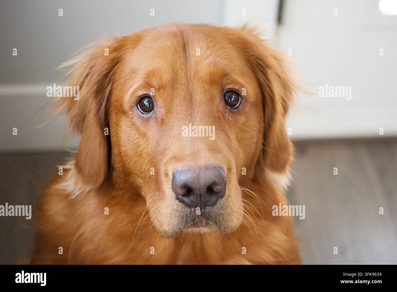 Ritratto frontale indoor di un Golden retriever che guarda direttamente nella fotocamera con occhi marroni dolci su uno sfondo morbido e neutro. Foto Stock